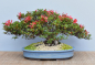 Preview: Bonsai Outdoor, Satsuki Azalee 'Kinsai' (Rhododendron indicum)